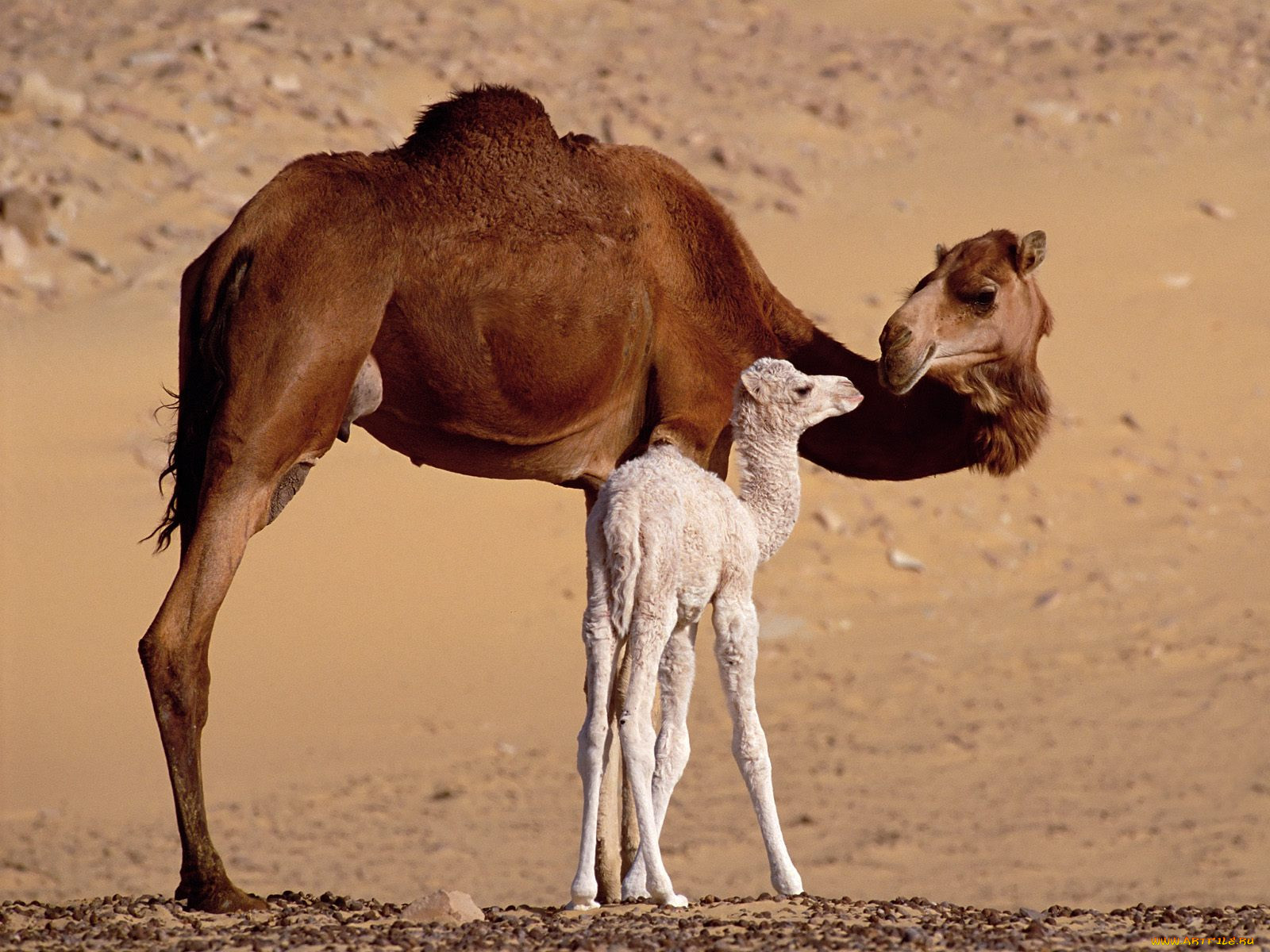 dromedary, camels, sahara, egypt, , 